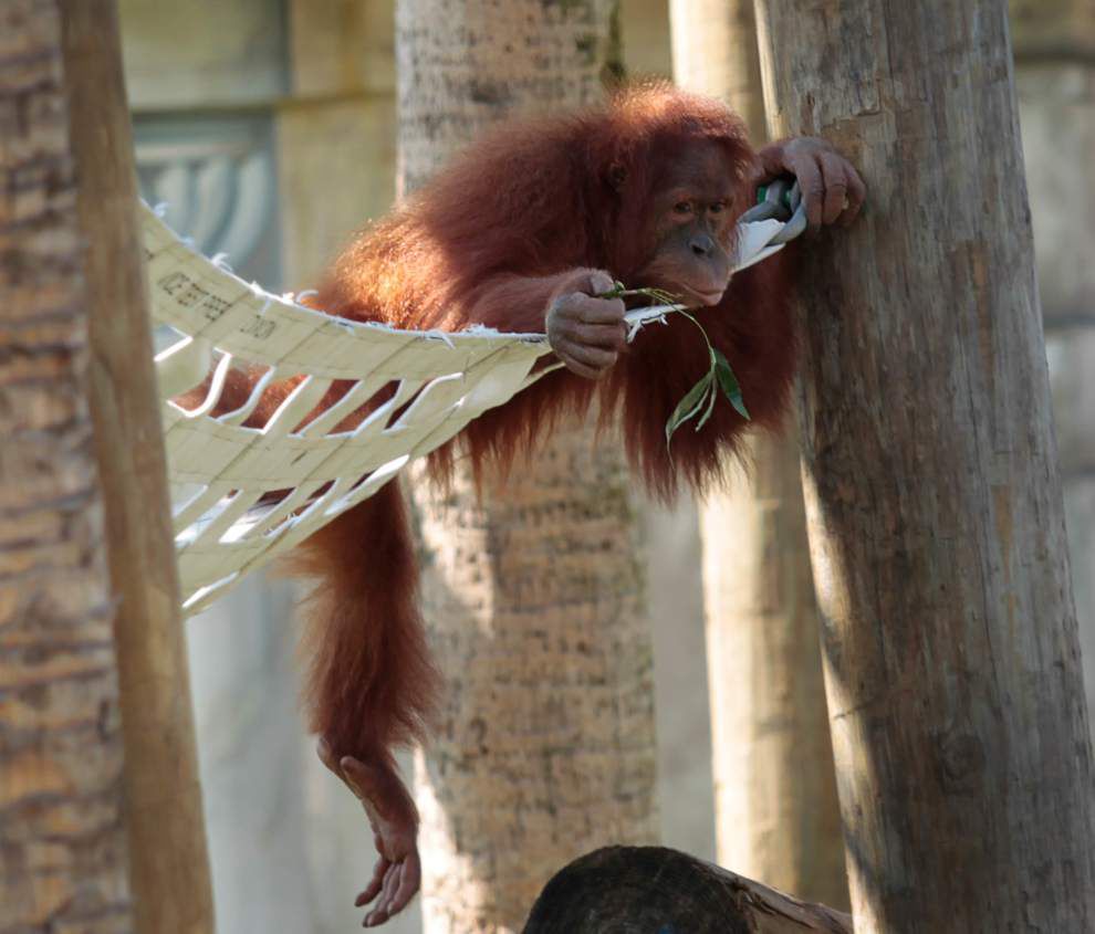 Photos: Monkeys, gators and bees, oh my! See the critters that made news this week _lowres