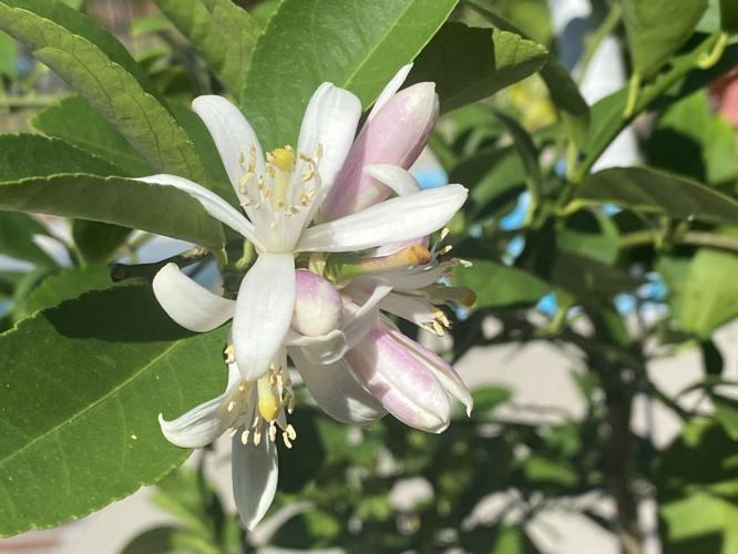 Now is the time to harvest and plant satsumas in Louisiana