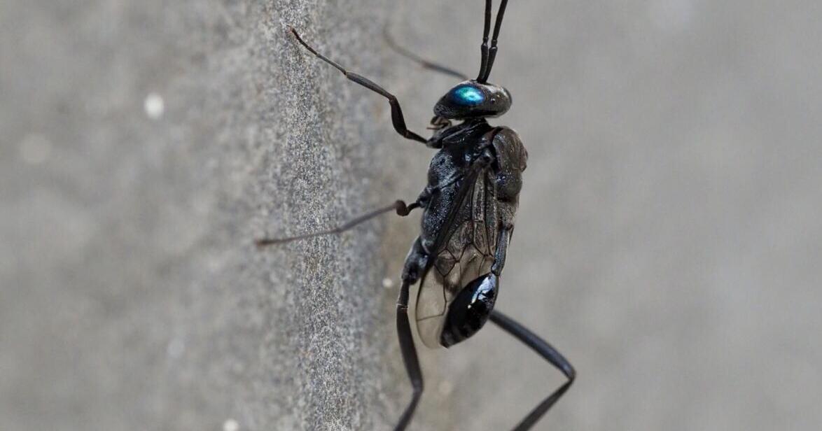 Diese „wunderschönen“, aber gruseligen Insekten könnten diesen Sommer Ihr ...