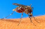 West Nile Virus detected in West Baton Rouge; officials plan to begin mosquito spraying