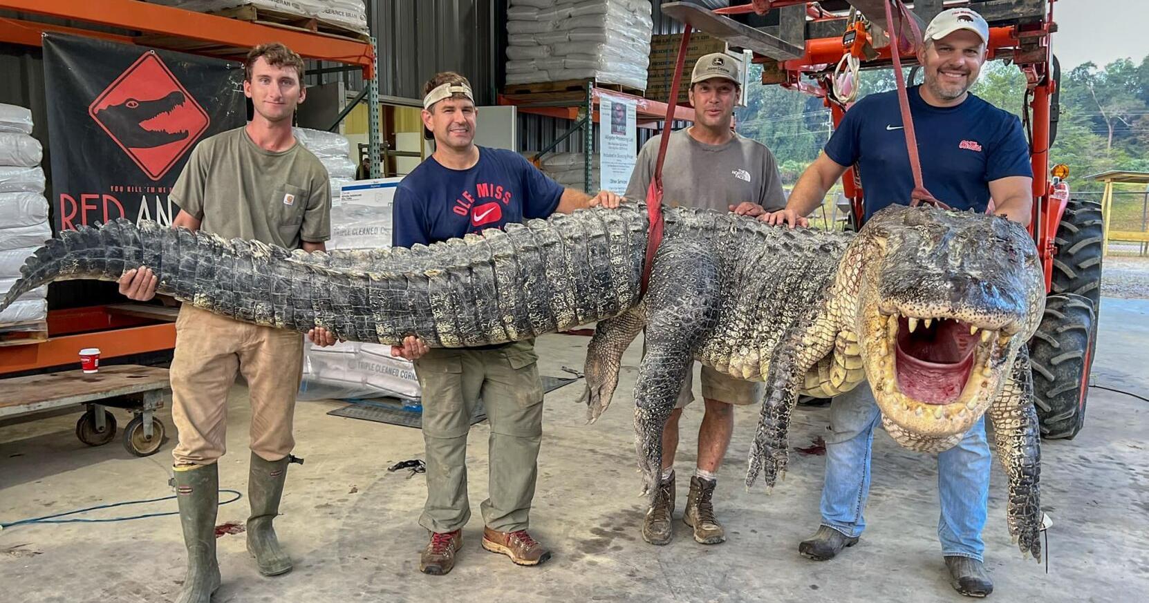 Massive alligator caught in Mississippi is new state record | News - Vimarsana News