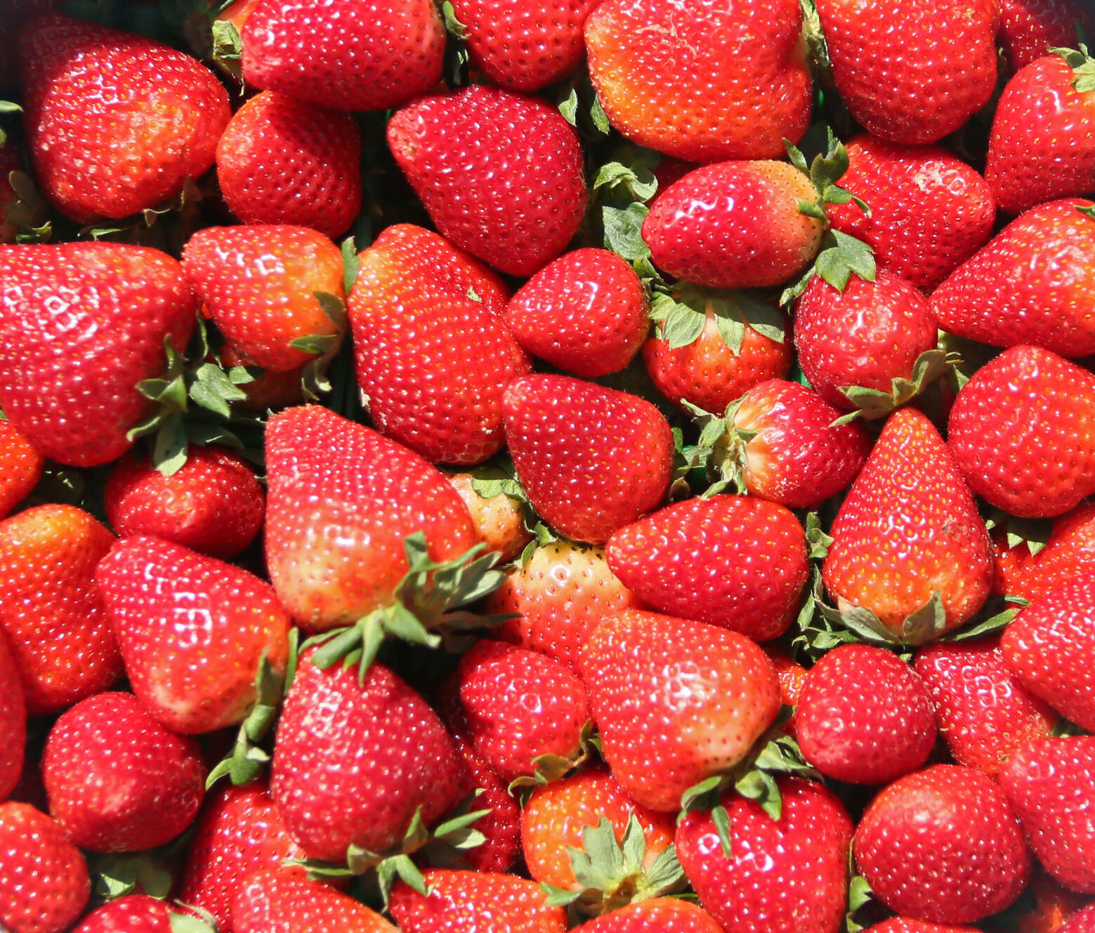 LSU Garden News: Strawberries are an $8 million industry in