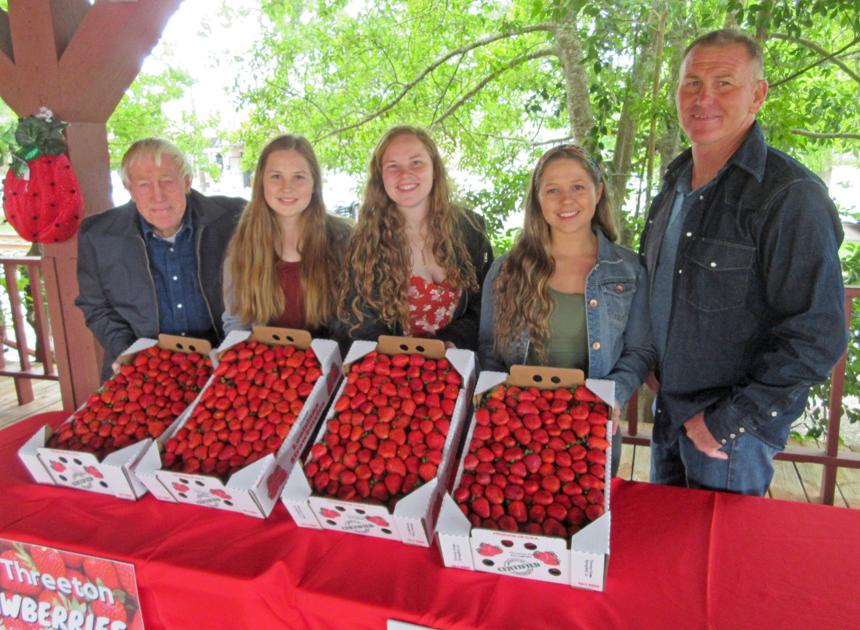 Strawberry Auction Provides Opportunity To Support Growers