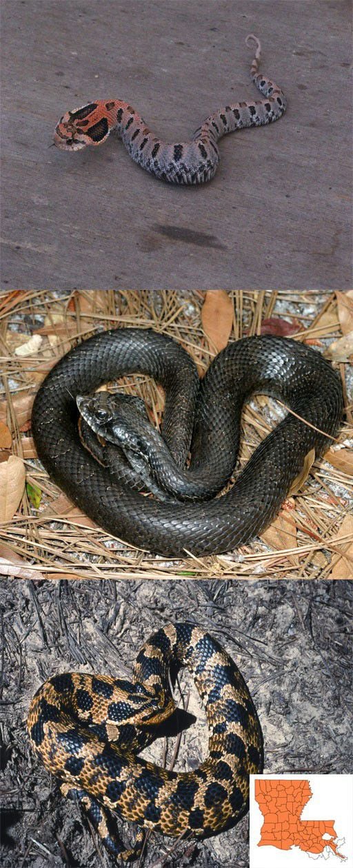 Snakes of Louisiana 46 of the state's slithery species Louisiana