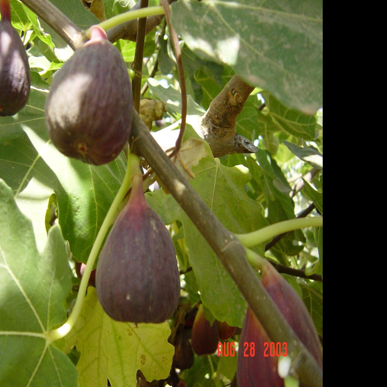 Lsu Agcenter It S A Good Time To Plant Fruit Trees Home Garden Theadvocate Com