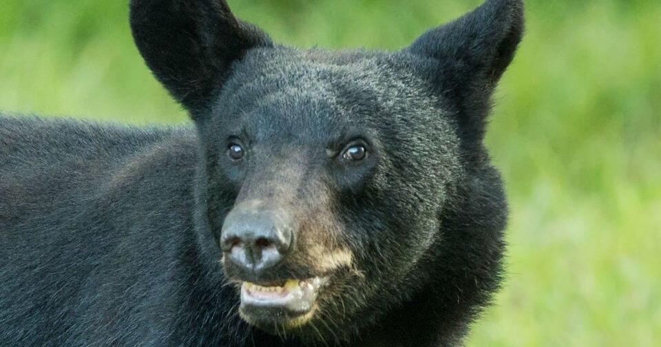 Black Bear meeting top early calendar Black Bear meeting top early calendar