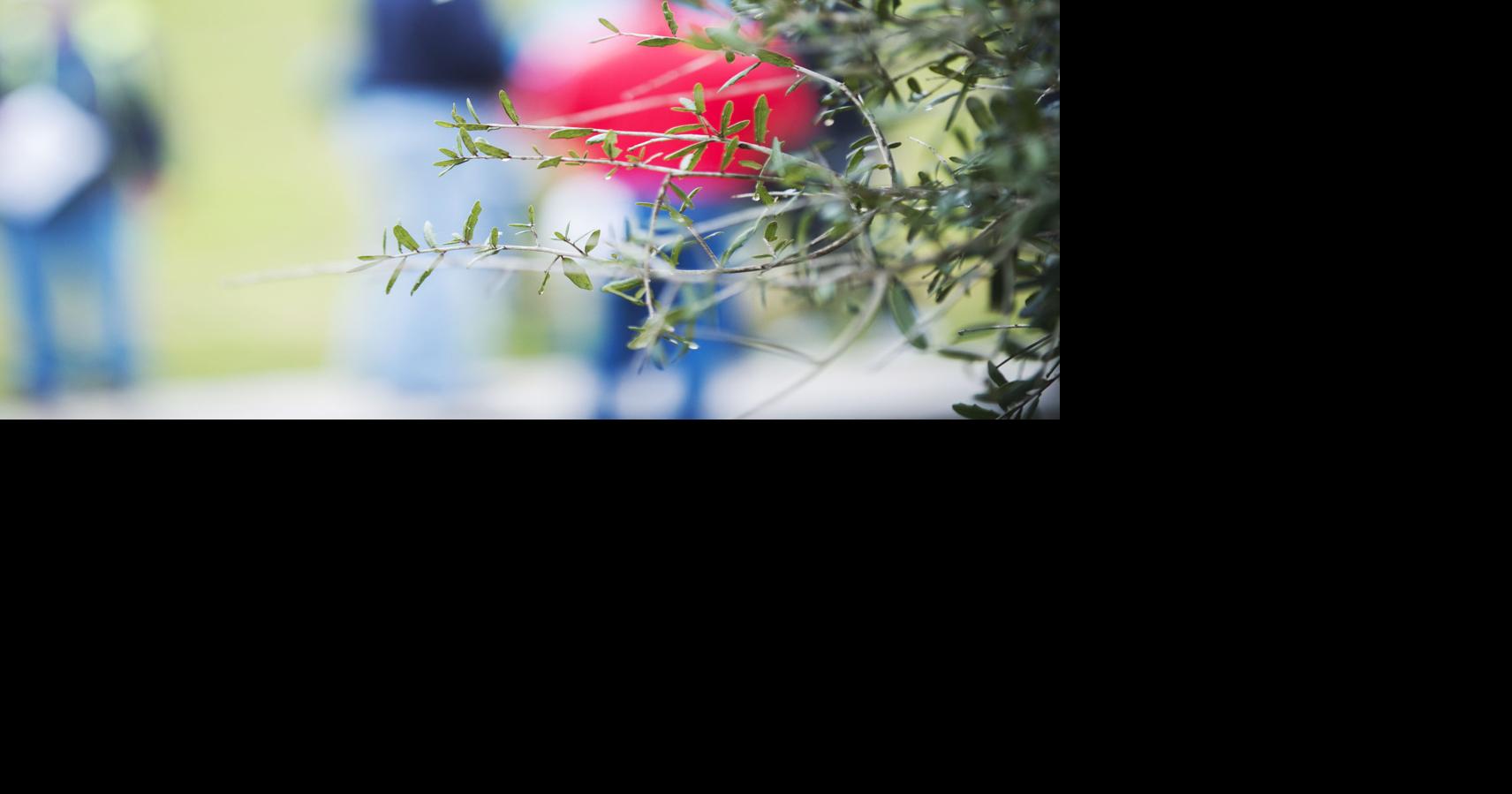 Photos Louisiana Arbor Day celebrated with live oak planting in