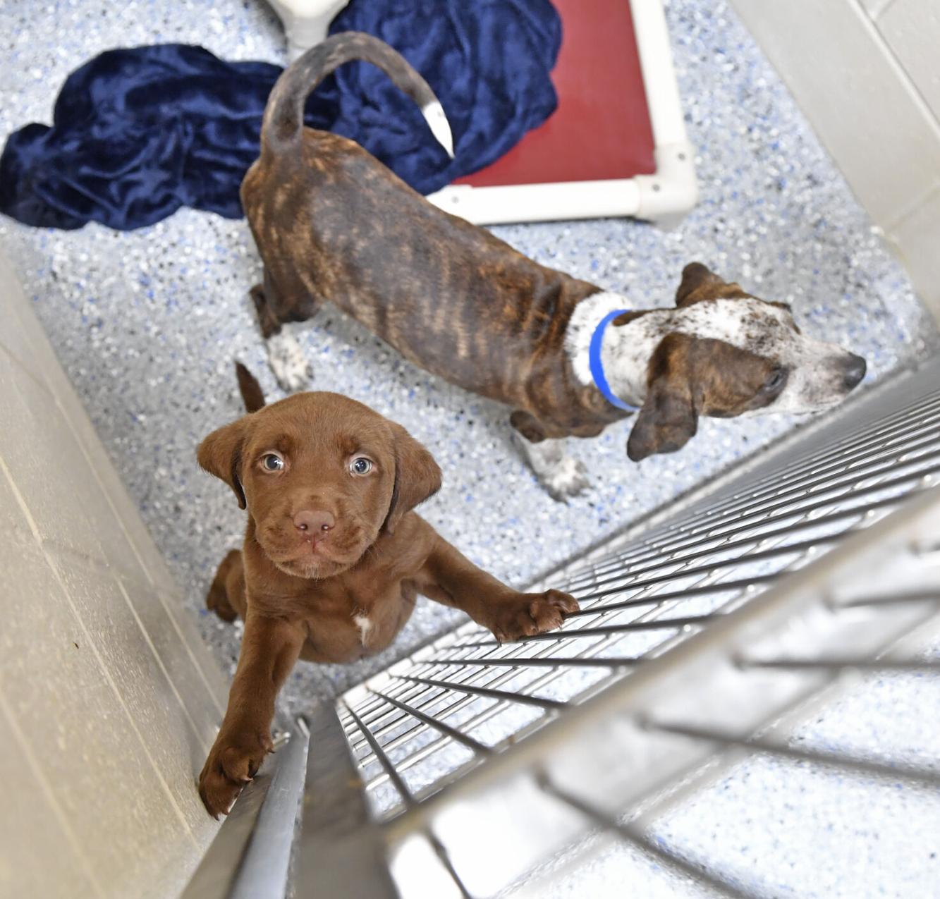 Companion Animal Alliance offers cash to other rescues taking dogs from