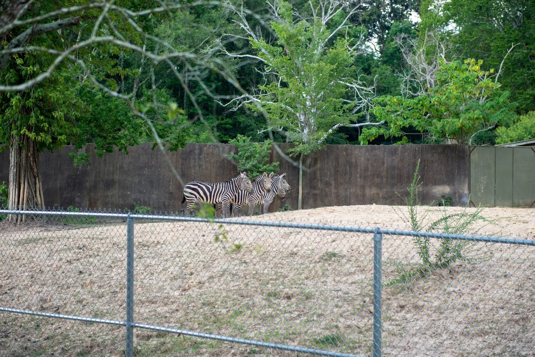 Sponsored Renovations At Baton Rouge Zoo Sponsored Baton Rouge Zoo   64a72b7b5eeb1.image 