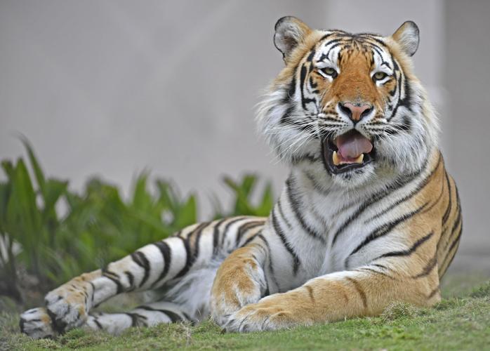 What is the real tiger king? Answer: The Siberian tiger
