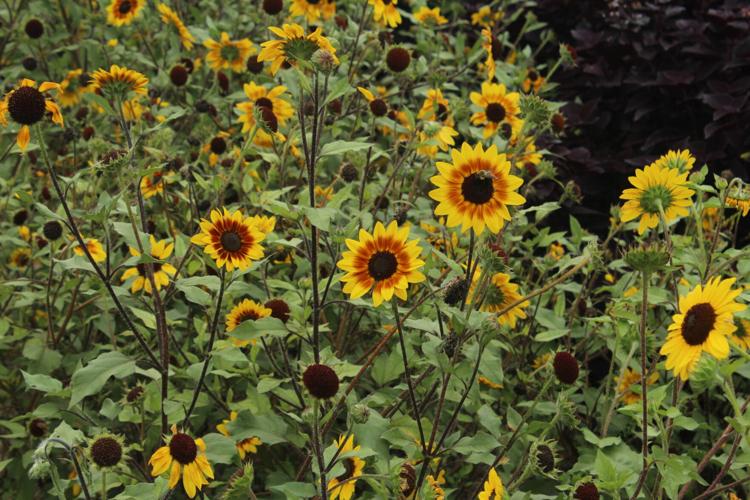 plants stl Digital Download