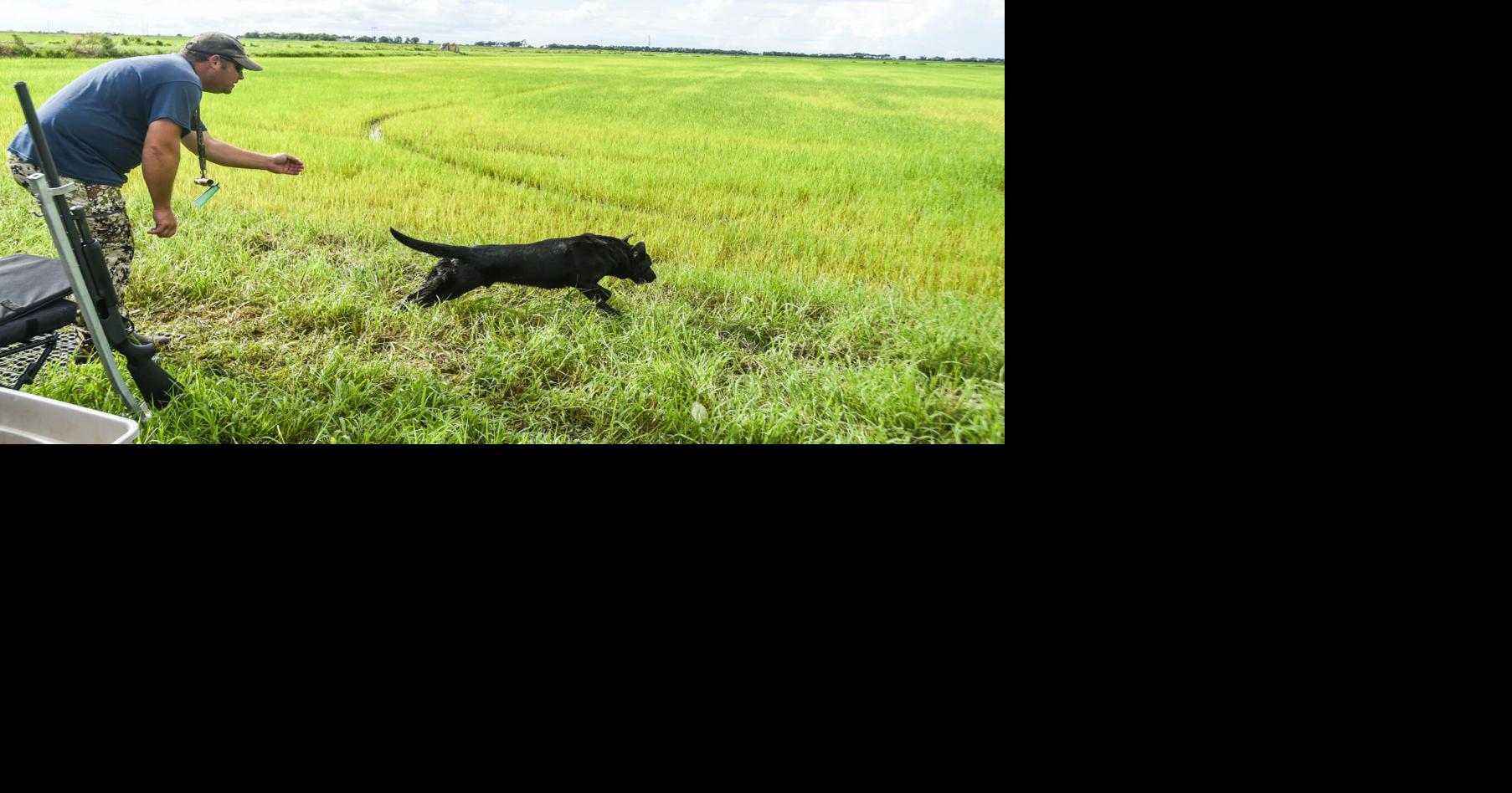 Photos Duck Festival Dog Trials Photos