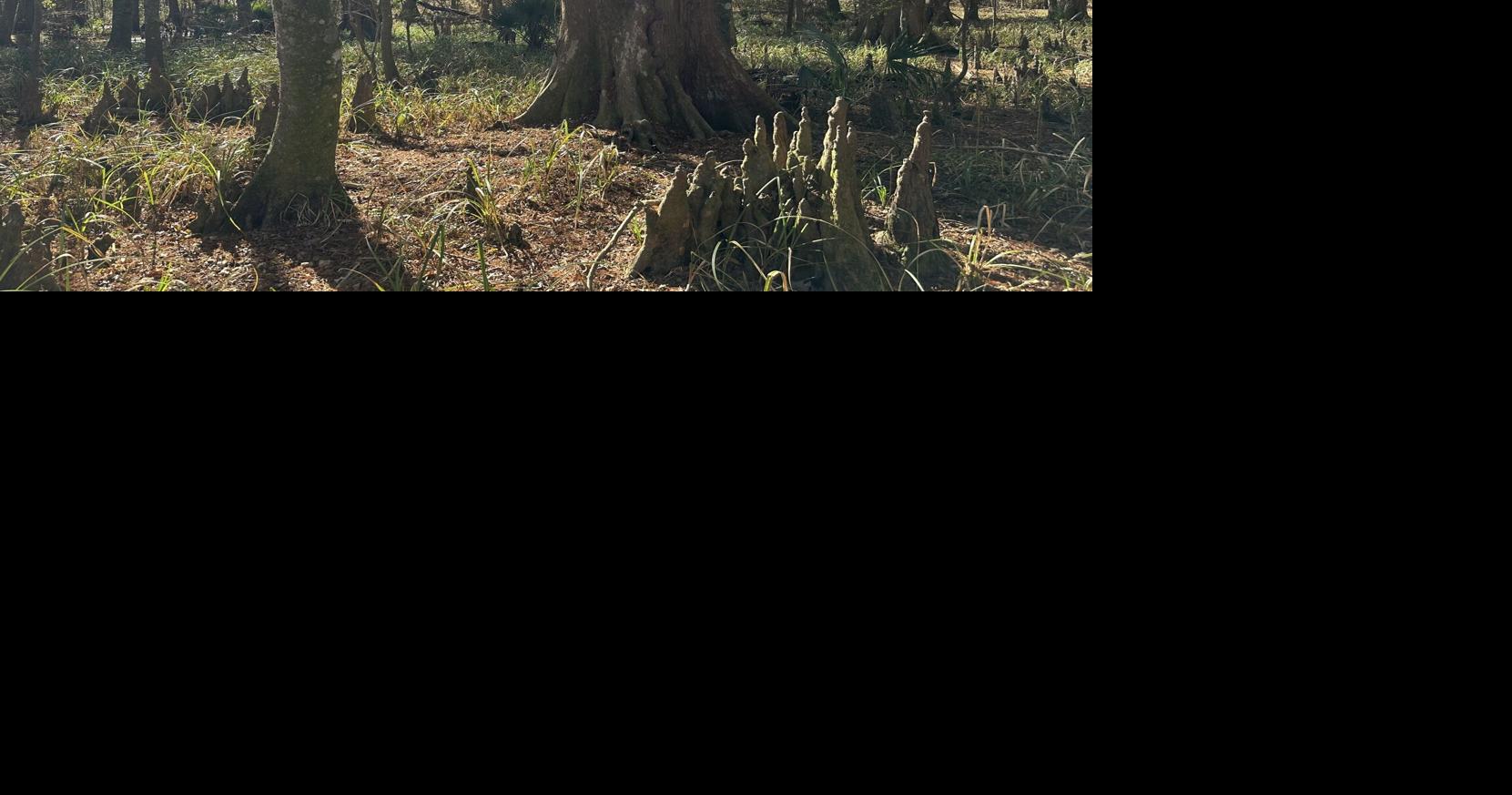 Worries over second old cypress forest complicates plans for new Mississippi bridge