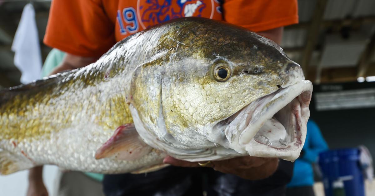 Redfish to be stocked in Louisiana waters in first-of-its-kind program
