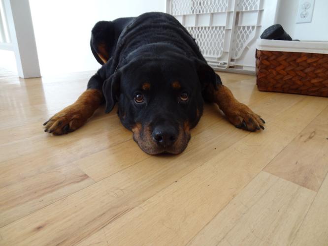 Gus the dog
