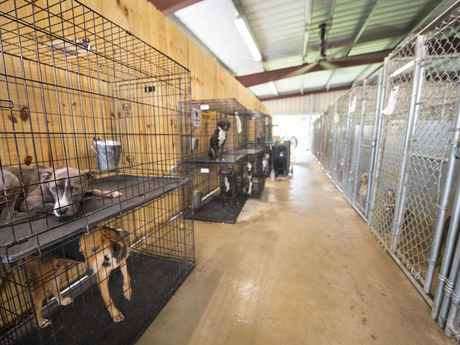 Ascension Parish looks for property for new animal shelter | News | Ascension Parish looks for property for new animal shelter | News |