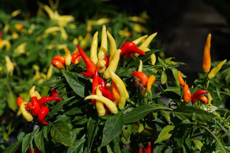 5 colorful plants that will thrive in your garden this fall | Home ...