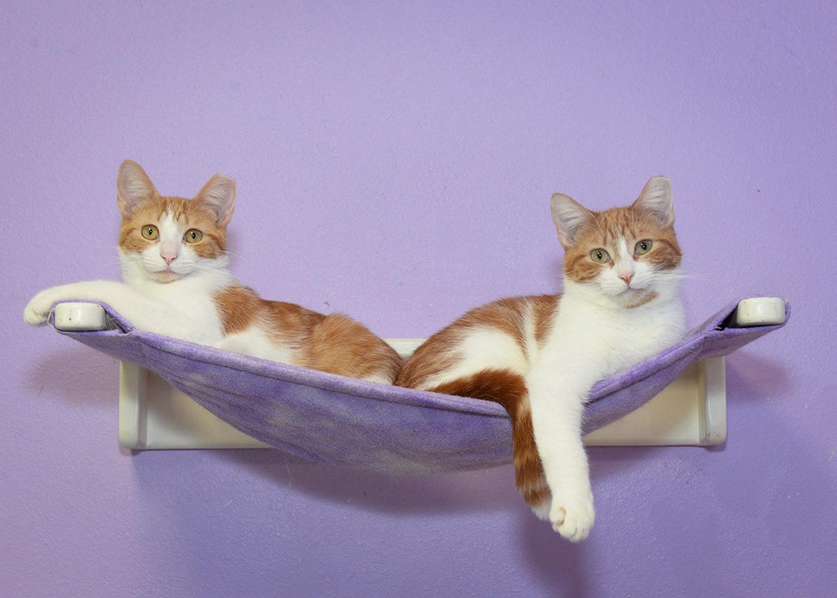 Cats Available Through Cat Haven Of Greater Baton Rouge On July 11