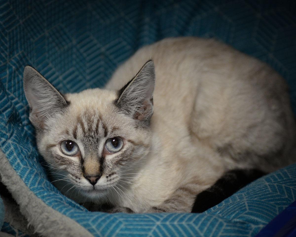 Cats Available Through Cat Haven Of Greater Baton Rouge On August