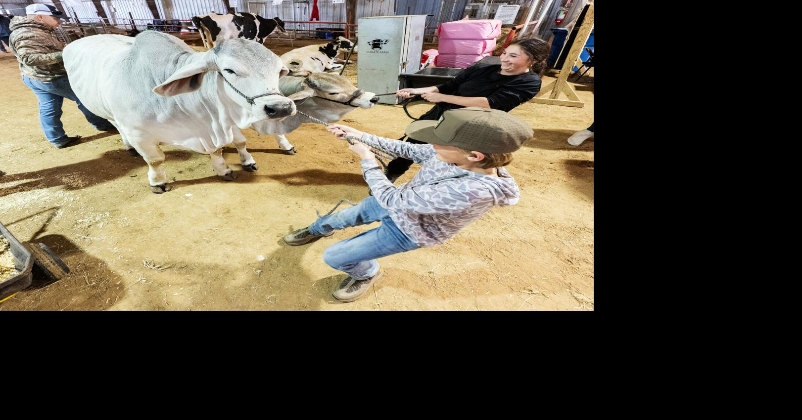Photos: Acadiana District Livestock Show