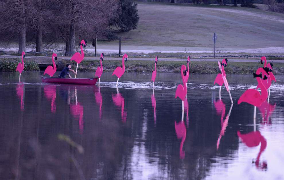 Photos: Pink flamingos make annual migration to Baton Rouge -- heralding upcoming Spanish Town Parade _lowres