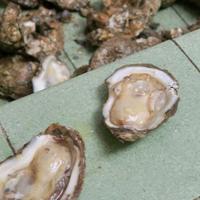 UL leads $14 million research partnership to produce more resilient oysters - The Advocate