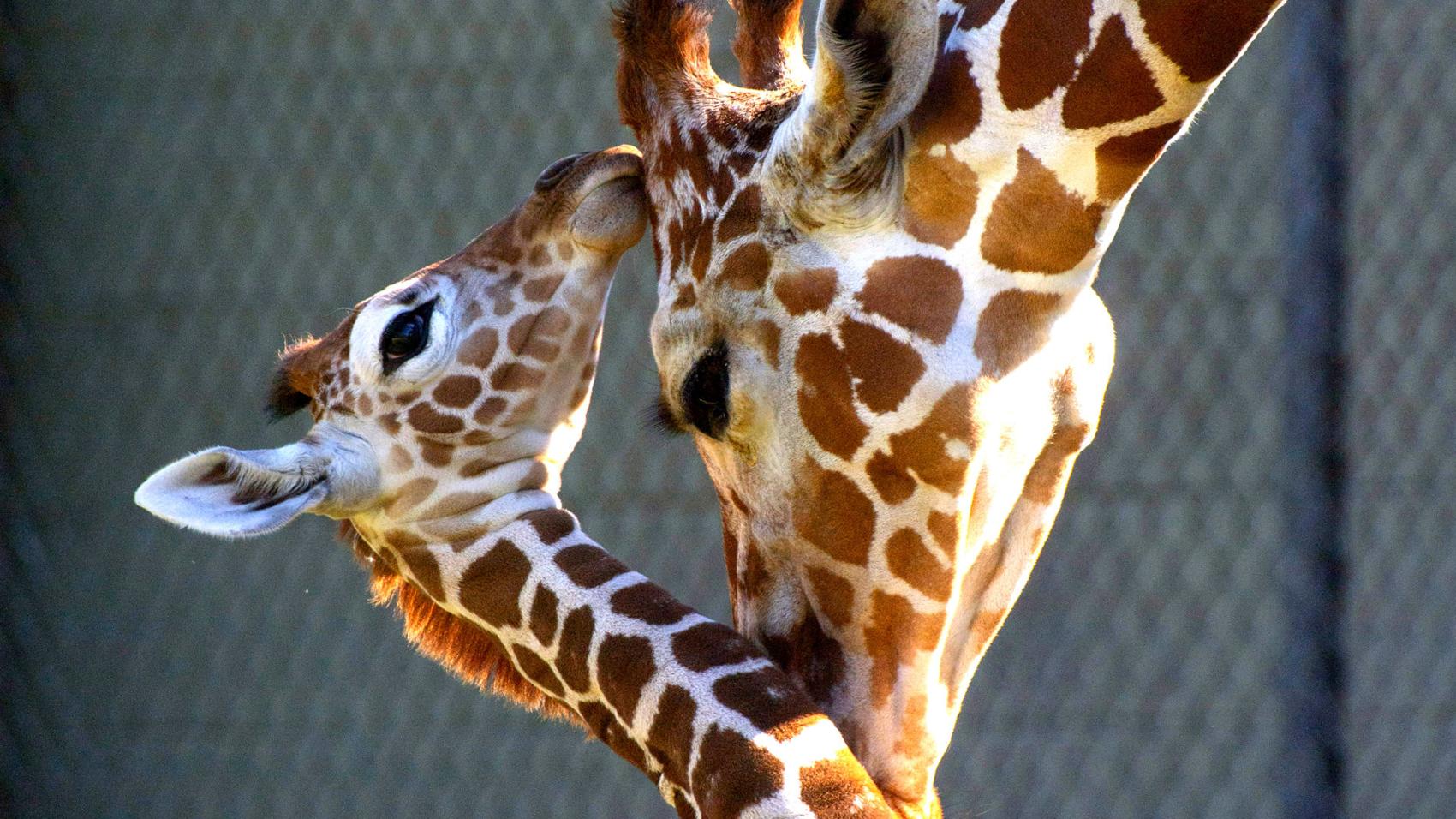 Photos: New giraffe calf is BREC Baton Rouge Zoo's first giraffe birth success since 2001