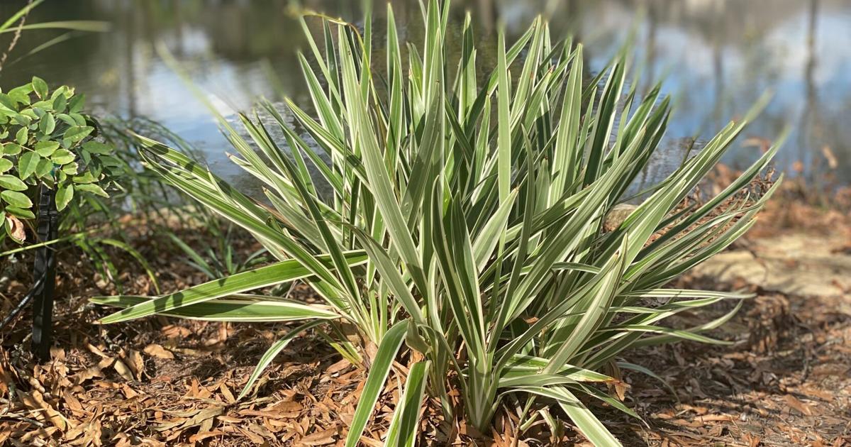 LSU Garden News: Tools can help your garden weather the weather | Home/Garden LSU Garden News: Tools can help your garden weather the weather | Home/Garden