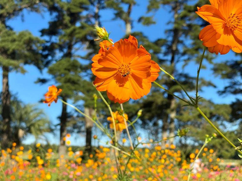 LSU Garden News: Cosmos produce beautiful blooms and thrive on neglect | Home/Garden LSU Garden News: Cosmos produce beautiful blooms and thrive on neglect | Home/Garden