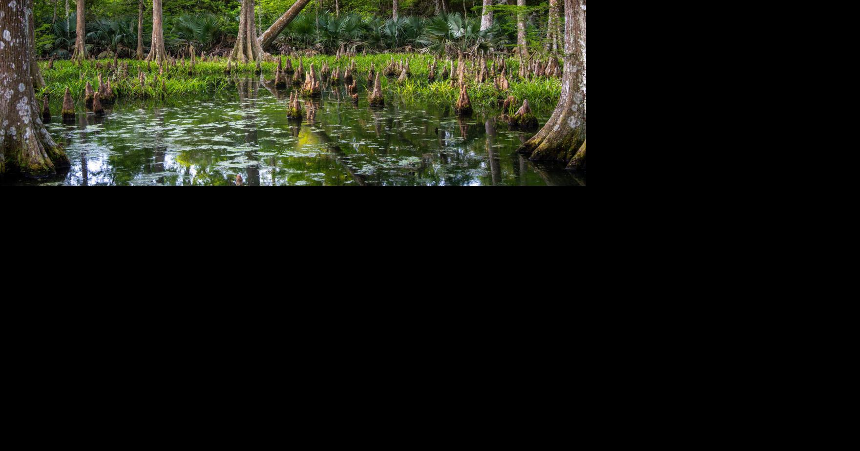 Longtime journalist turned filmmaker says his Acadiana roots drive search for culture, beauty