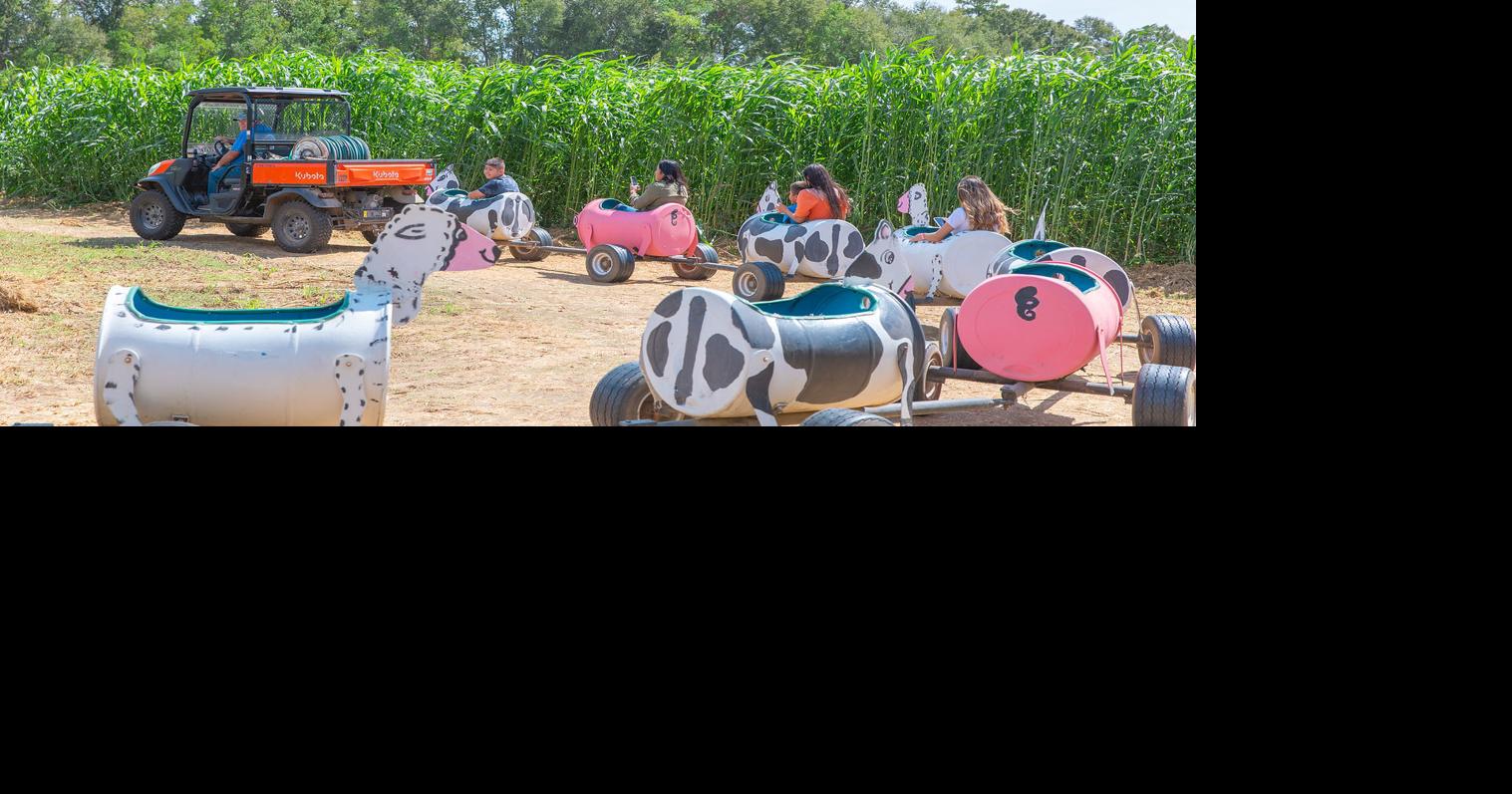 A haunted corn maze in Mississippi and 'Harvest Hues' in Texas: Here are 6 Southern fall events Sep 17, 2026 38 mins ago 4 min to read