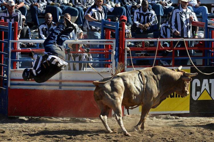 Photos: Dangerous cattle take on prisoners, prisoners show their rodeo ...