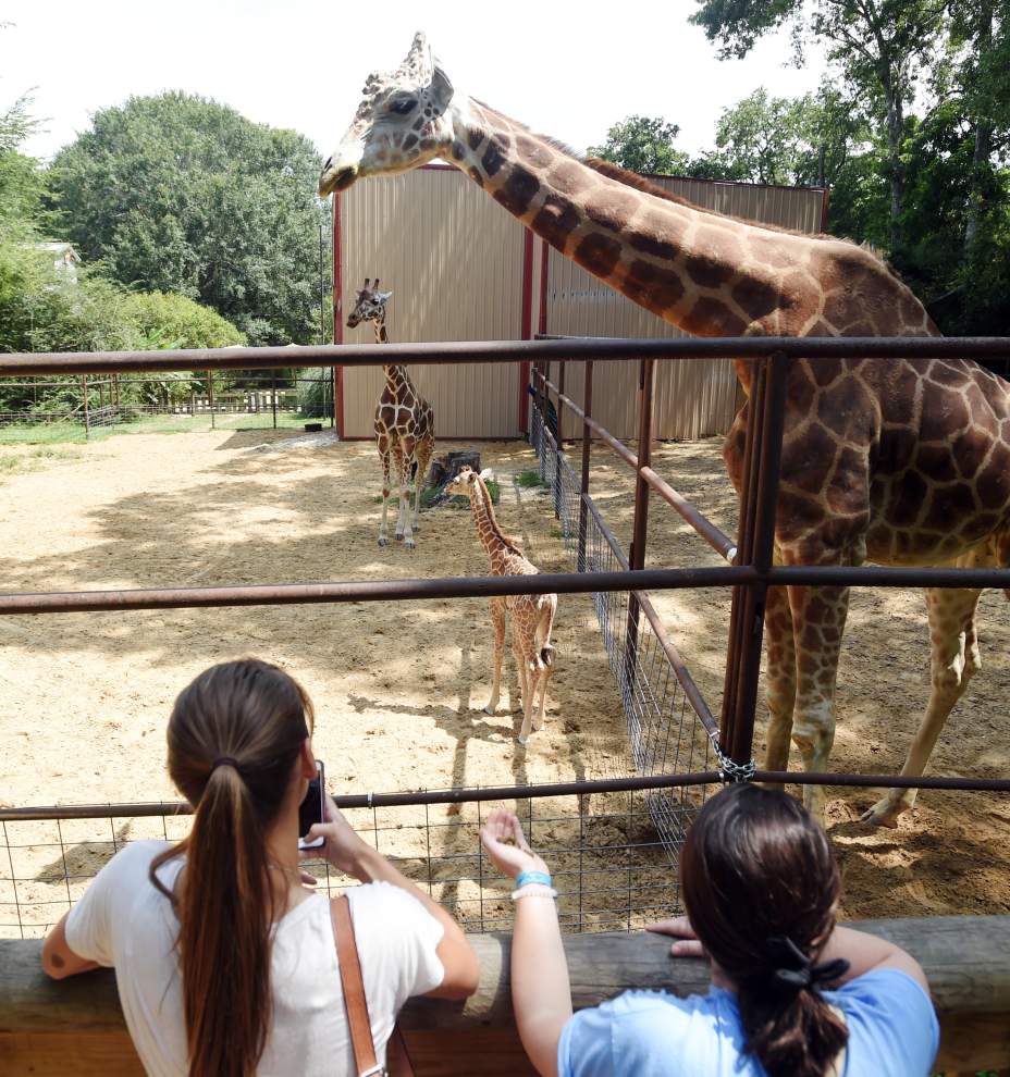 Photos Giraffe is featured birth at Zoosiana _lowres
