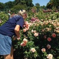 Texas Rustler Roses Texas Rose Rustlers aim to collect, preserve rare old flowers | Home ...