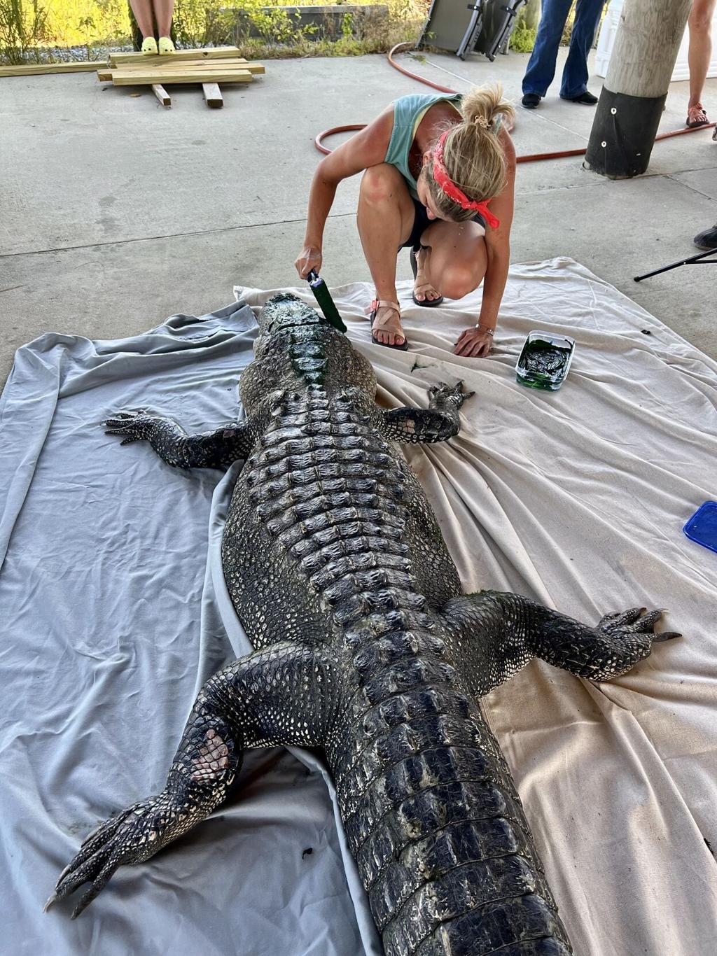 19 Alligators ideas  alligators art, louisiana art, new orleans art