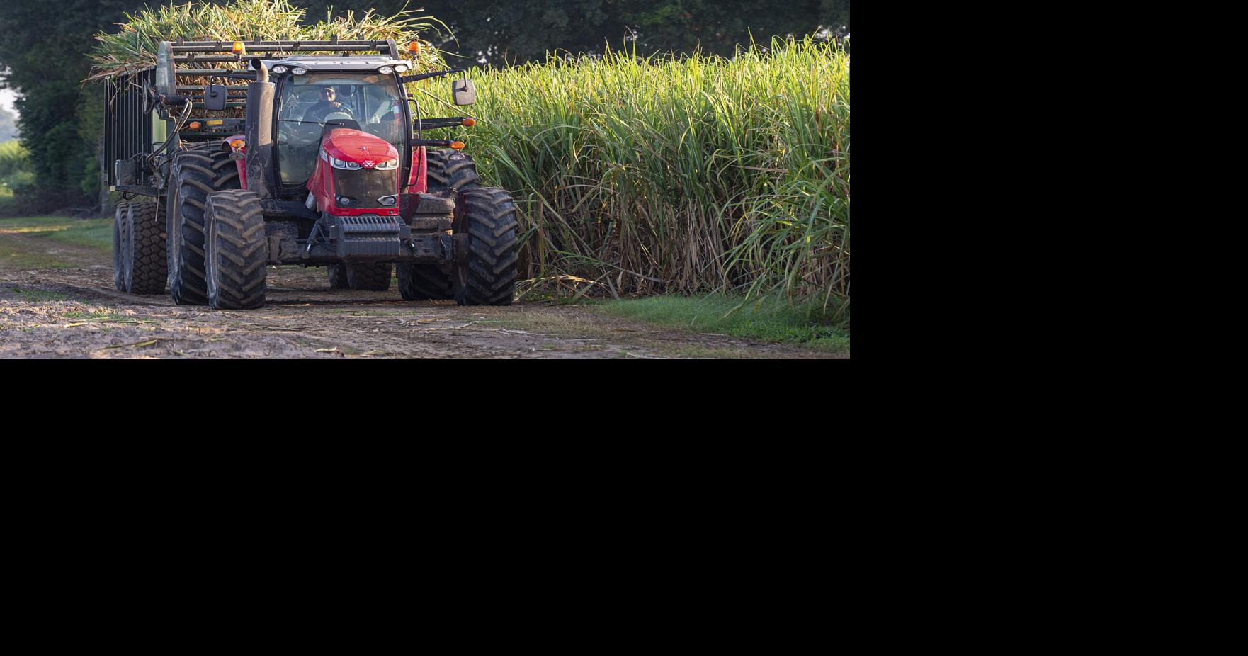 ACA.caneplanting.adv.082226.006.jpg