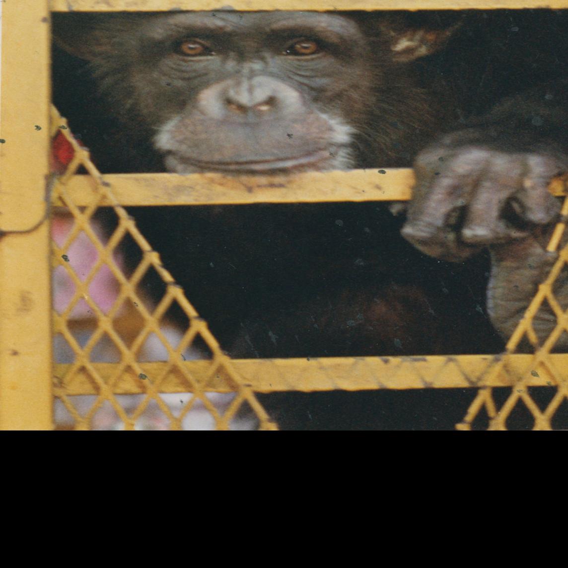 Chimpanzee Sanctuary Reports Candy The Dixie Landin Chimp In Baton Rouge Died Thursday News Theadvocate Com The chimpanzees' use of playground areas provides guidelines for constructing an enrichment 24.