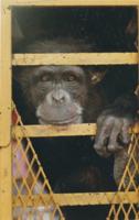 Chimpanzee sanctuary reports Candy, the Dixie Landin' chimp in Baton Rouge, died Thursday
