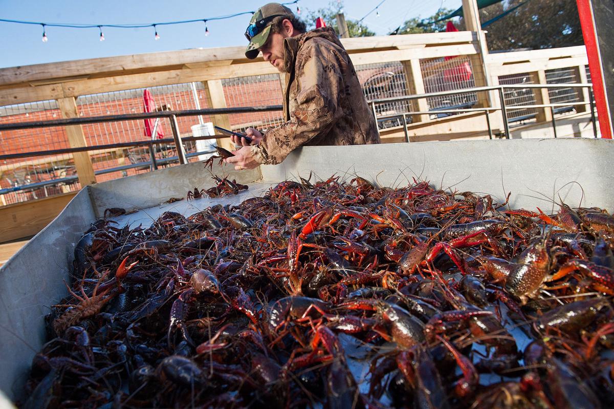 Smiley: Tucson's not ready for crawfish | Smiley Anders | theadvocate.com
