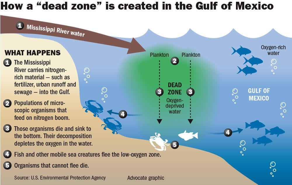 'Large to very large' Gulf of Mexico dead zone expected this year; Here