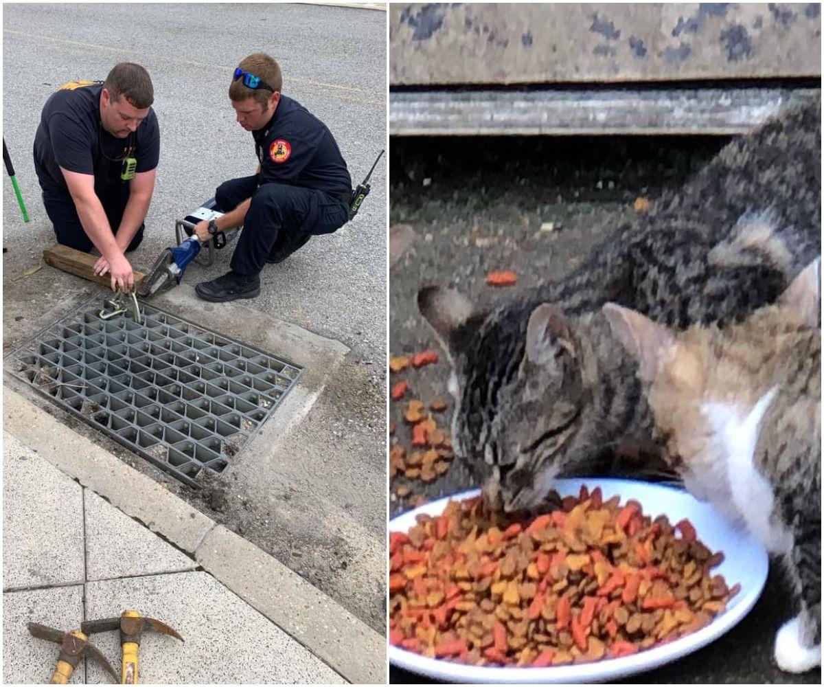 Photos Cat Rescued From Storm Drain At The Mall Of Louisiana Day
