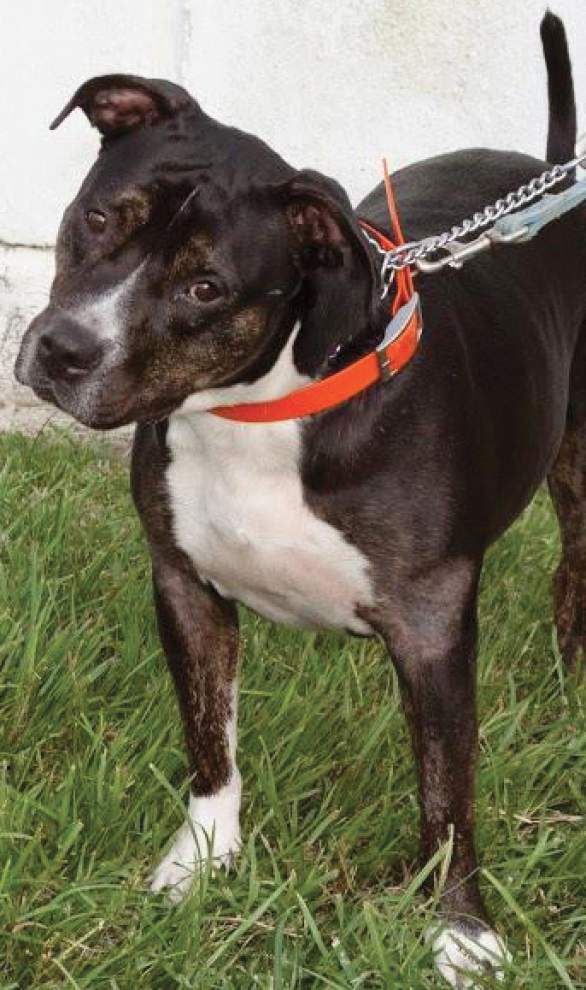 Animal Rescue: Most pets entering shelters healthy, highly adoptable _lowres