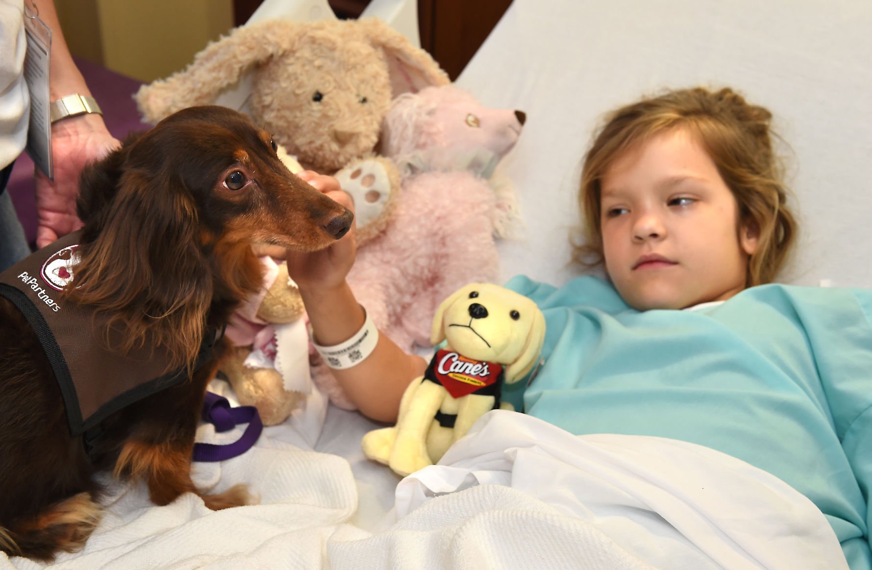 Dachshund deals therapy dog