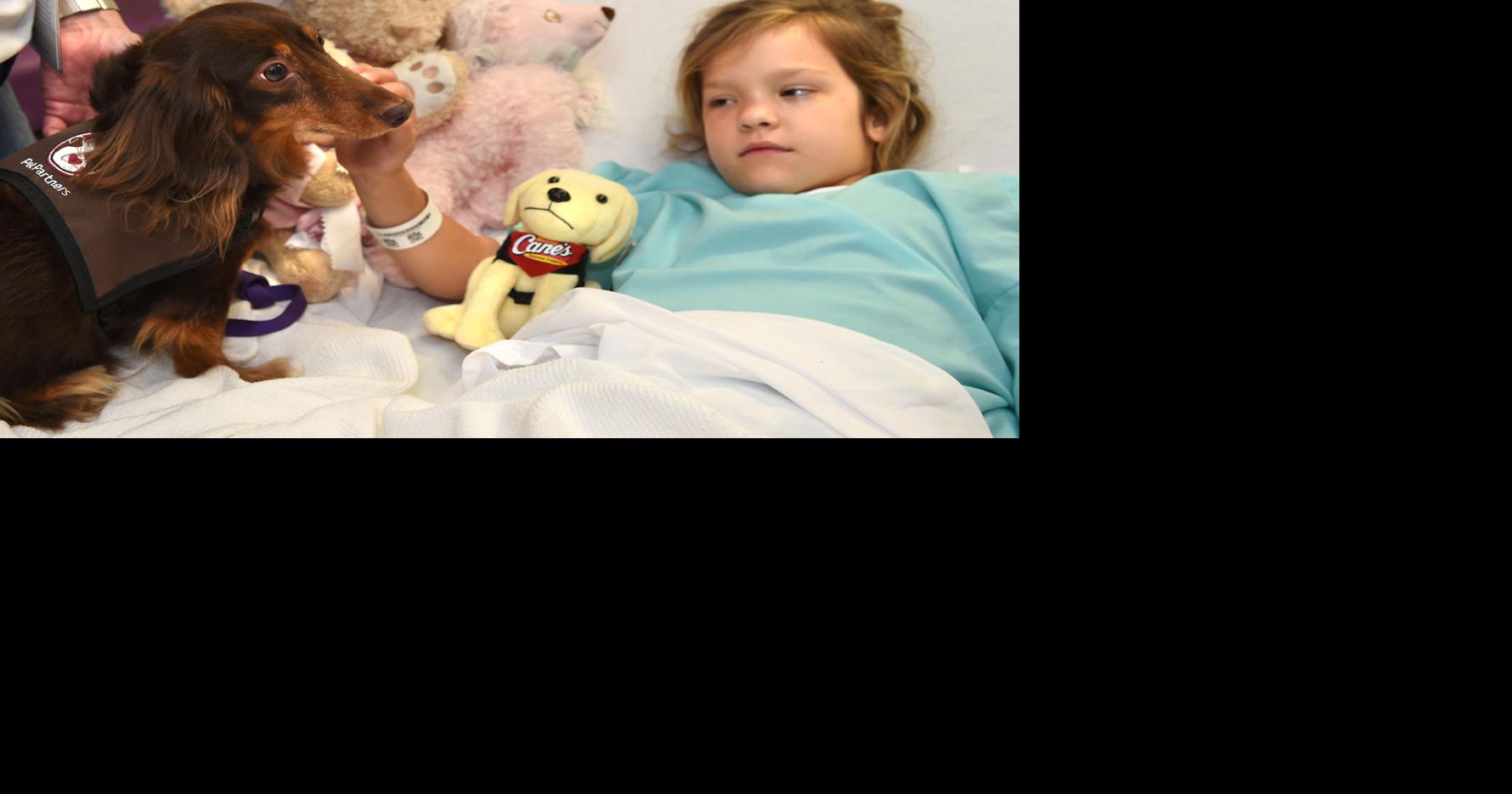 A feeling of 'comfort': Therapy dogs heal patients' spirits at Baton ...