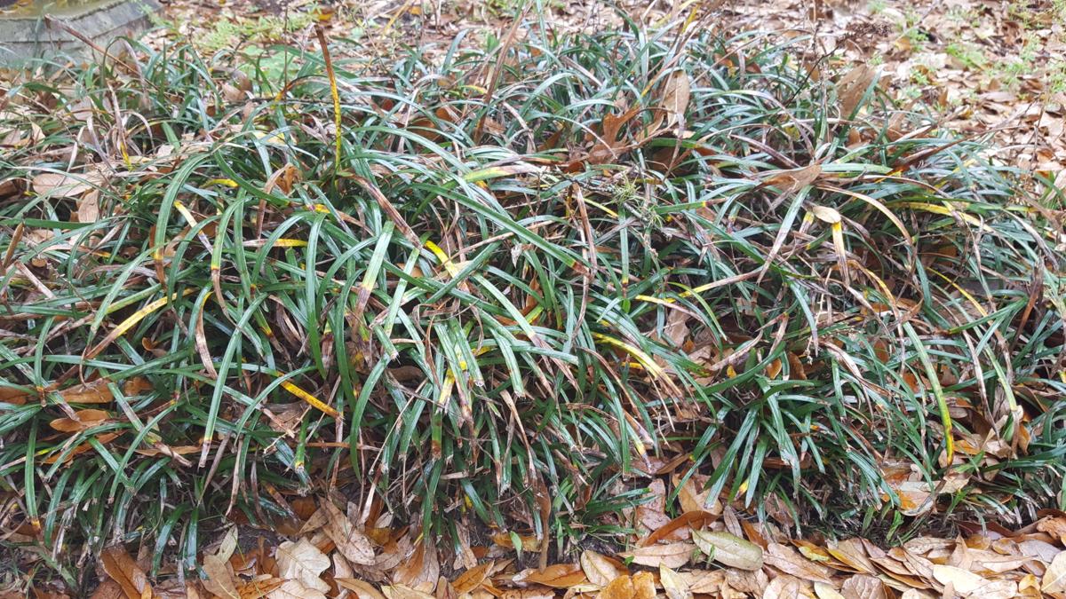 Garden News Time To Get Your Ground Cover In Shape Home Garden
