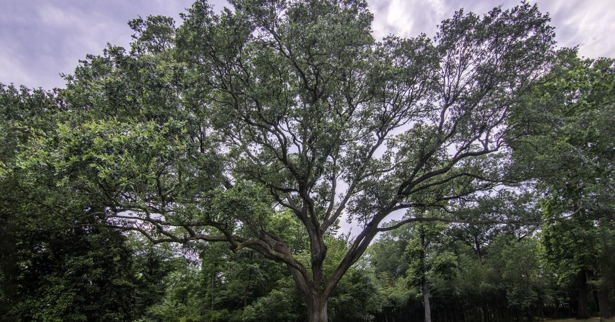 Louisianas beliebte Virginia-Eichen: Schwerpunkt der Feierlichkeiten am ...