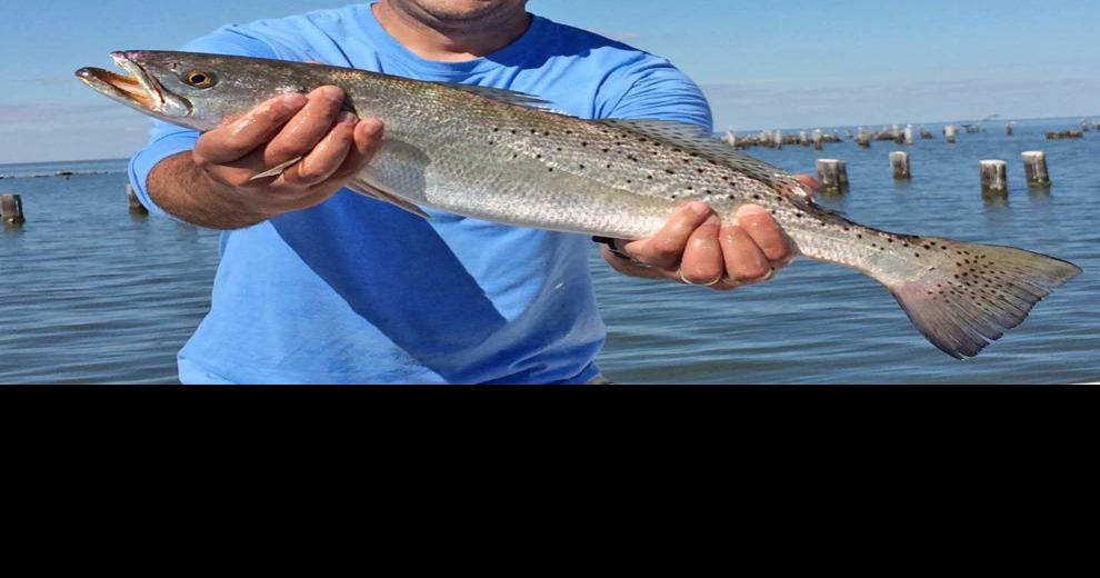 New speckled trout regulations put on hold Sports