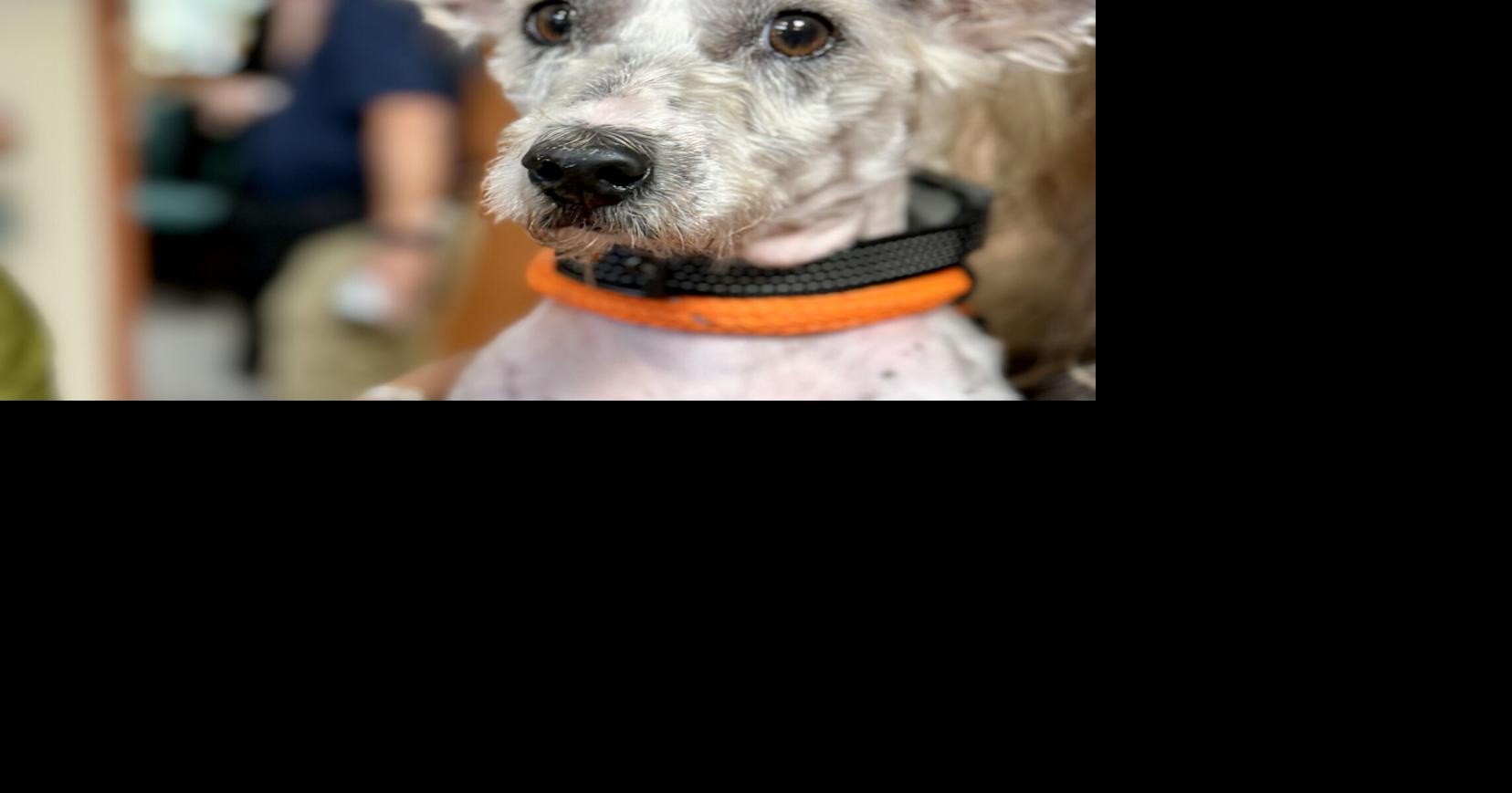 Saints player’s cleats to feature notorious New Orleans runaway Scrim this Sunday vs. Falcons