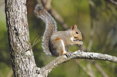outdoors tab squirrel