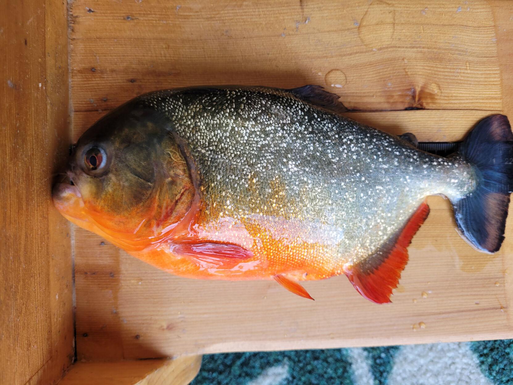 An Illegal Red Piranha Native To South America Was Found In The University Lakes News Theadvocate Com An Illegal Red Piranha Native To South America Was Found In The University Lakes News Theadvocate Com
